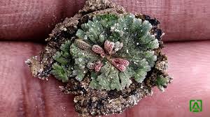 Attēlu rezultāti vaicājumam “Riccia cavernosa”