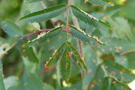 Attēlu rezultāti vaicājumam “Gymnosporangium cornutum”