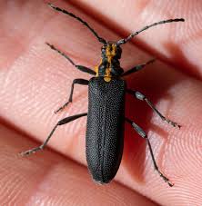 Attēlu rezultāti vaicājumam “Rhamnusium bicolor”