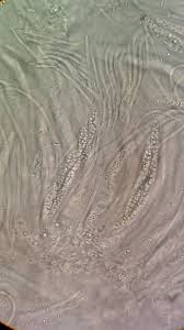 Attēlu rezultāti vaicājumam “Rhynchostegiella tenella macro”