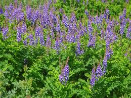 Attēlu rezultāti vaicājumam “Galega orientalis bud”