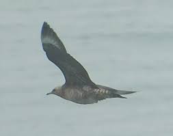 Image result for Stercorarius parasiticus