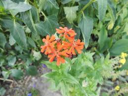 Image result for Lychnis chalcedonica `Dusky Salmon`