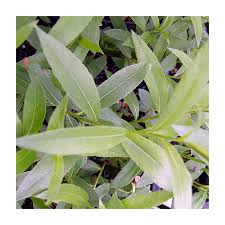 Attēlu rezultāti vaicājumam “Salix alba var. alba”