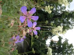 Attēlu rezultāti vaicājumam “Geranium pratense”