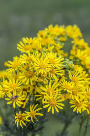 Attēlu rezultāti vaicājumam “Jacobaea vulgaris leaf”