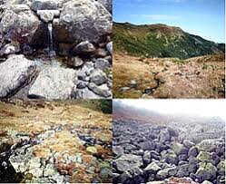 Attēlu rezultāti vaicājumam “Potamophylax”