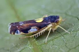 Attēlu rezultāti vaicājumam “Eupteryx vittata”