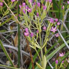 Attēlu rezultāti vaicājumam “Gentianaceae”
