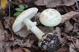 Attēlu rezultāti vaicājumam “Amanita citrina”