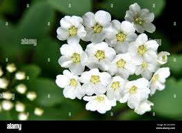 Attēlu rezultāti vaicājumam “Spiraea chamaedryfolia flower”