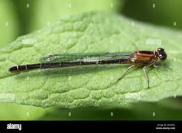 Attēlu rezultāti vaicājumam “Ischnura elegans”