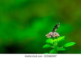 Attēlu rezultāti vaicājumam “Trypetoptera punctulata”