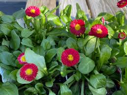 Image result for Bellis perennis