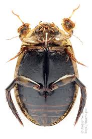 Attēlu rezultāti vaicājumam “Acilius sulcatus male”