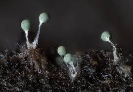 Attēlu rezultāti vaicājumam “Diderma montanum var. album spores”