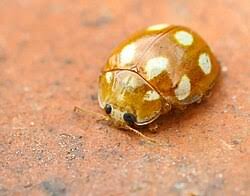 Attēlu rezultāti vaicājumam “Calvia decemguttata larva”