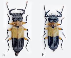 Attēlu rezultāti vaicājumam “Cucujidae”