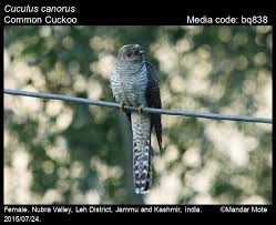 Attēlu rezultāti vaicājumam “Cuculus canorus juvenile”