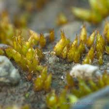 Attēlu rezultāti vaicājumam “Acaulon muticum”