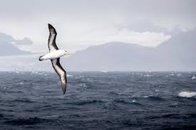 Image result for Puffinus gravis