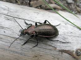 Attēlu rezultāti vaicājumam “Carabus arcensis”