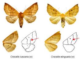 Attēlu rezultāti vaicājumam “Crocallis elinguaria”