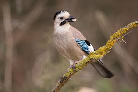 Attēlu rezultāti vaicājumam “Garrulus glandarius adult”