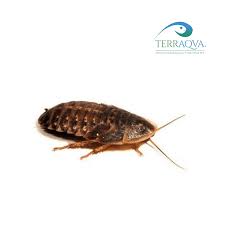 Attēlu rezultāti vaicājumam “Badhamia dubia sessile”