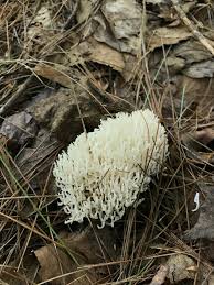 Attēlu rezultāti vaicājumam “Ramariopsis kunzei”