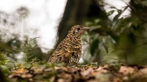 Image result for Zoothera dauma