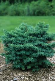 Attēlu rezultāti vaicājumam “Pseudotsuga menziesii”