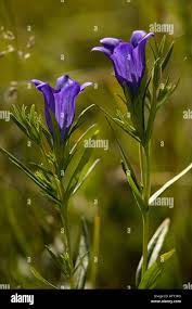 Attēlu rezultāti vaicājumam “Gentiana pneumonanthe flower”