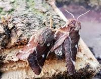 Attēlu rezultāti vaicājumam “Eriogaster lanestris”