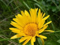 Image result for Inula hirta