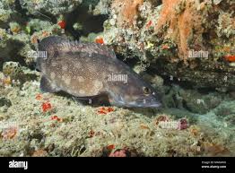Image result for Hyporthodus niveatus