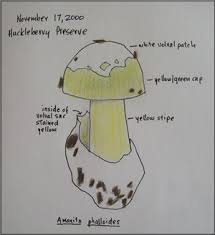 Attēlu rezultāti vaicājumam “Amanita phalloides”