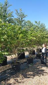 Attēlu rezultāti vaicājumam “Prunus (sakura)”