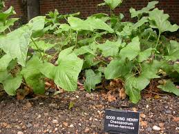 Attēlu rezultāti vaicājumam “Chenopodium bonus-henricus leaf”