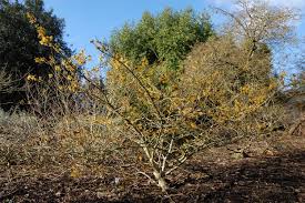 Attēlu rezultāti vaicājumam “Hamamelis mollis”