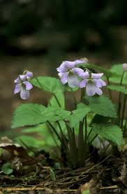 Attēlu rezultāti vaicājumam “Viola mirabilis”