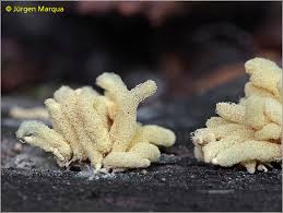 Attēlu rezultāti vaicājumam “Heterotrichia obvelata (syn. Arcyria obvelata)”