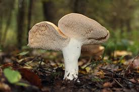 Attēlu rezultāti vaicājumam “Hydnum repandum”