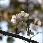 Classis:Magnoliopsida Ordo:Rosales Familia:Rosaceae Genus: Prunus - via Daymix