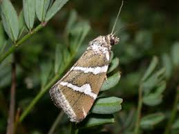 Attēlu rezultāti vaicājumam “Deltote bankiana”