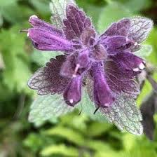 Attēlu rezultāti vaicājumam “Lamium purpureum flower”