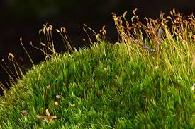 Attēlu rezultāti vaicājumam “Dicranum bergeri”