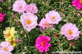 Attēlu rezultāti vaicājumam “Portulaca oleracea flower”