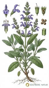 Image result for Salbei