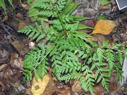 Attēlu rezultāti vaicājumam “Botrychium virginianum”